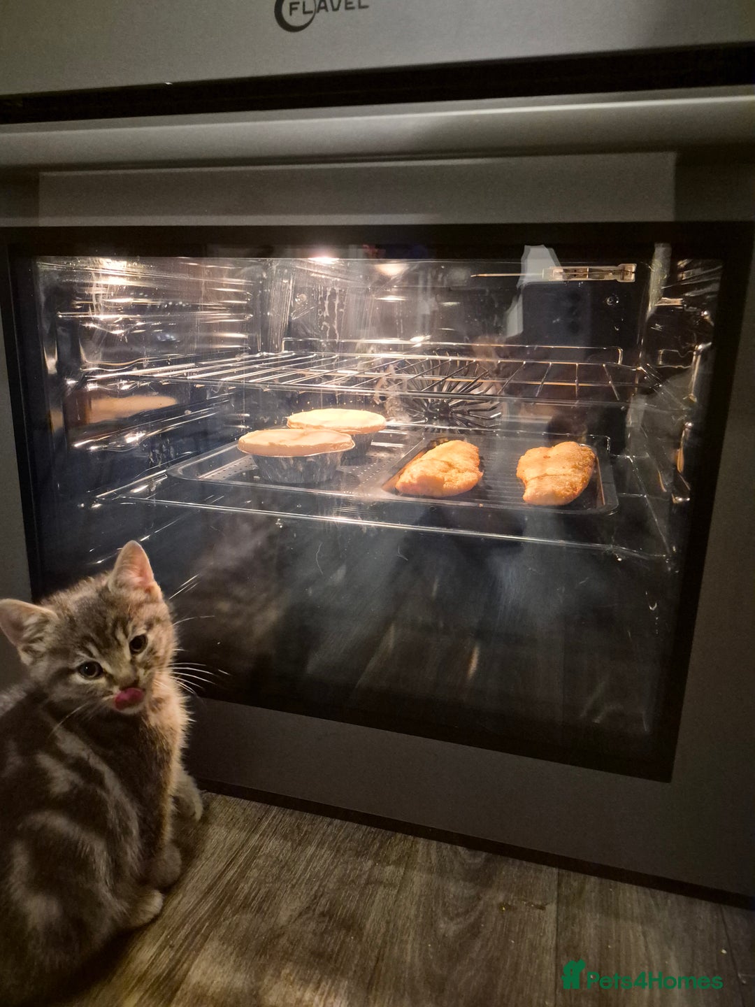 Mixed Breed cats for sale: 2 Beautiful Male Grey/Tabby Kittens - Image 7