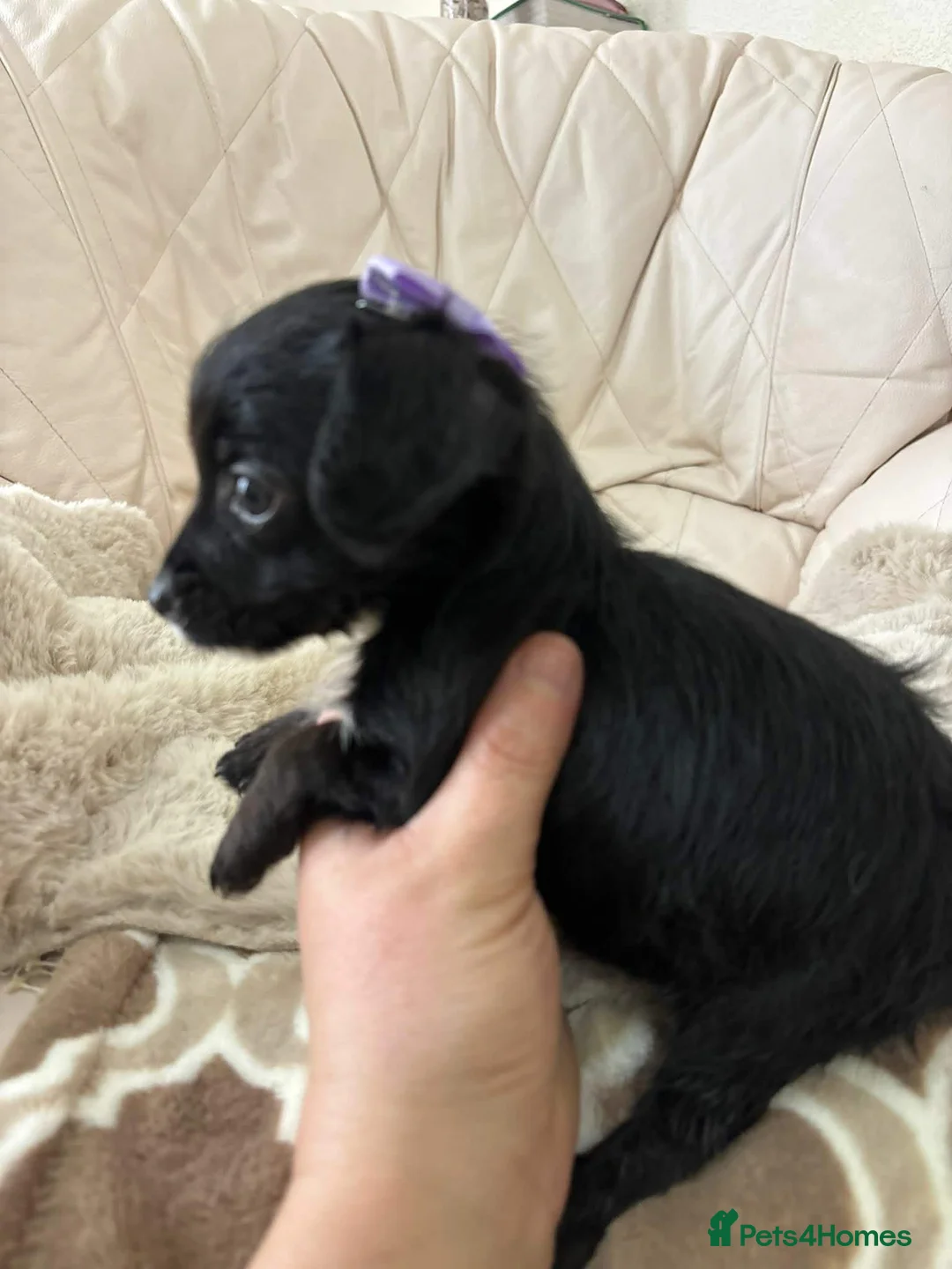 Mixed Breed dogs for sale: Beautiful Yorkie poo puppies in Bristol - Advert 34