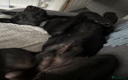 Belgian Shepherd Dog dogs for sale: Zeno  - Image 3