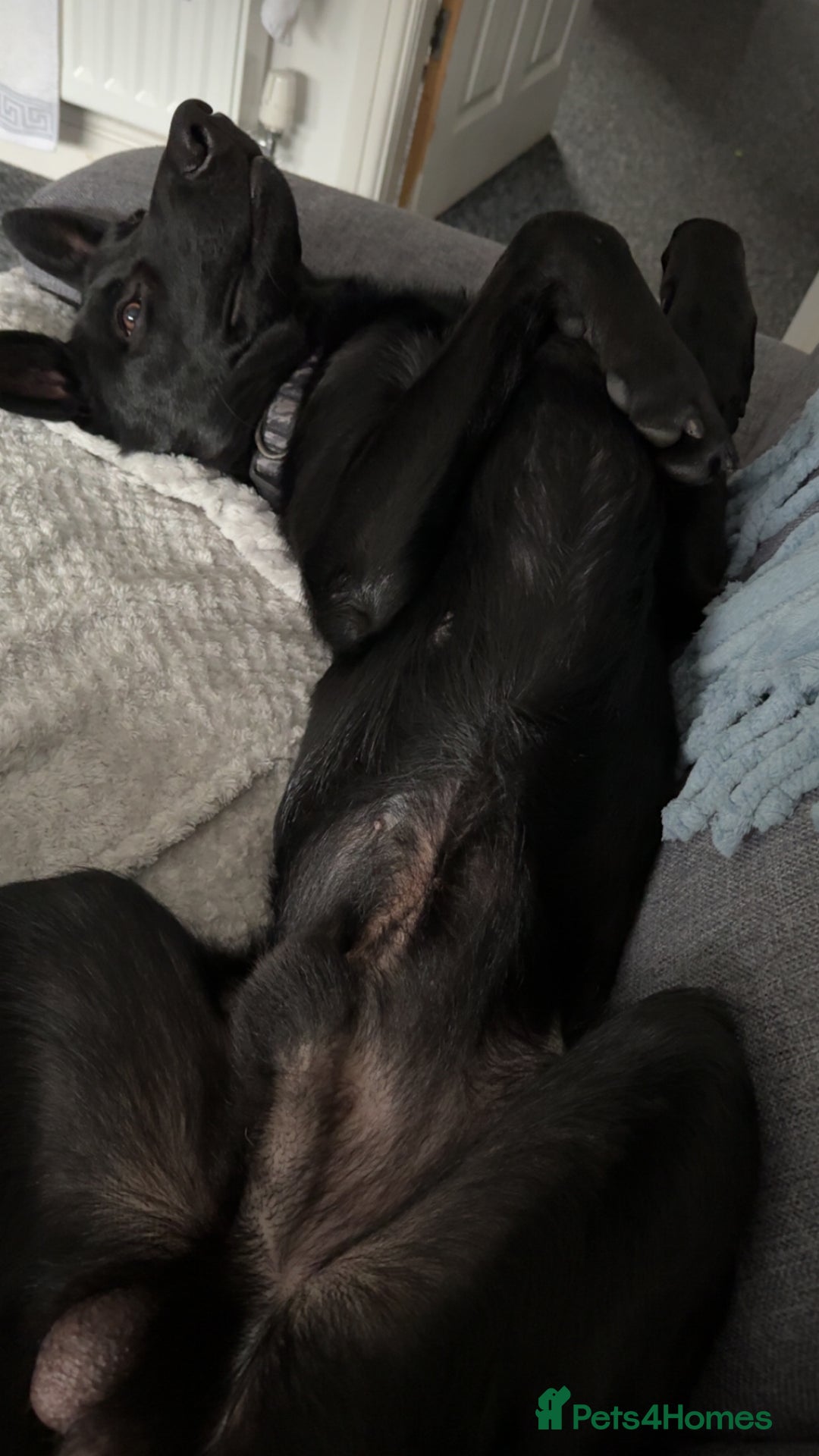 Belgian Shepherd Dog dogs for sale: Zeno  - Image 3