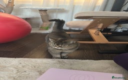 Scottish Fold cats for sale: Scottish straight - Advert 1