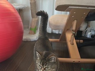 Scottish Fold cats - Advert 4