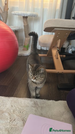 Scottish Fold cats - Advert 12