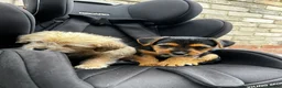 Mixed Breed dogs for sale: Cocker spaniel cross puppies - Advert 5