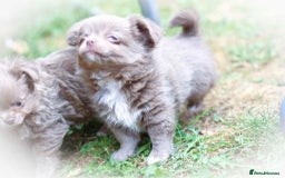 Chihuahua dogs for sale: Lilac chihuahua KC Registered Boys - Image 15