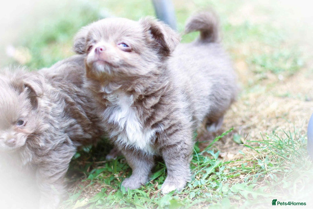 Chihuahua dogs for sale: Lilac chihuahua KC Registered Boys - Image 15