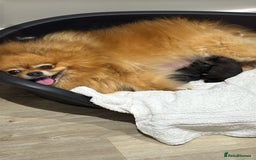 German Spitz dogs for sale: KC Reg Show Type German Spitz (Klein) For Sale. - Image 19