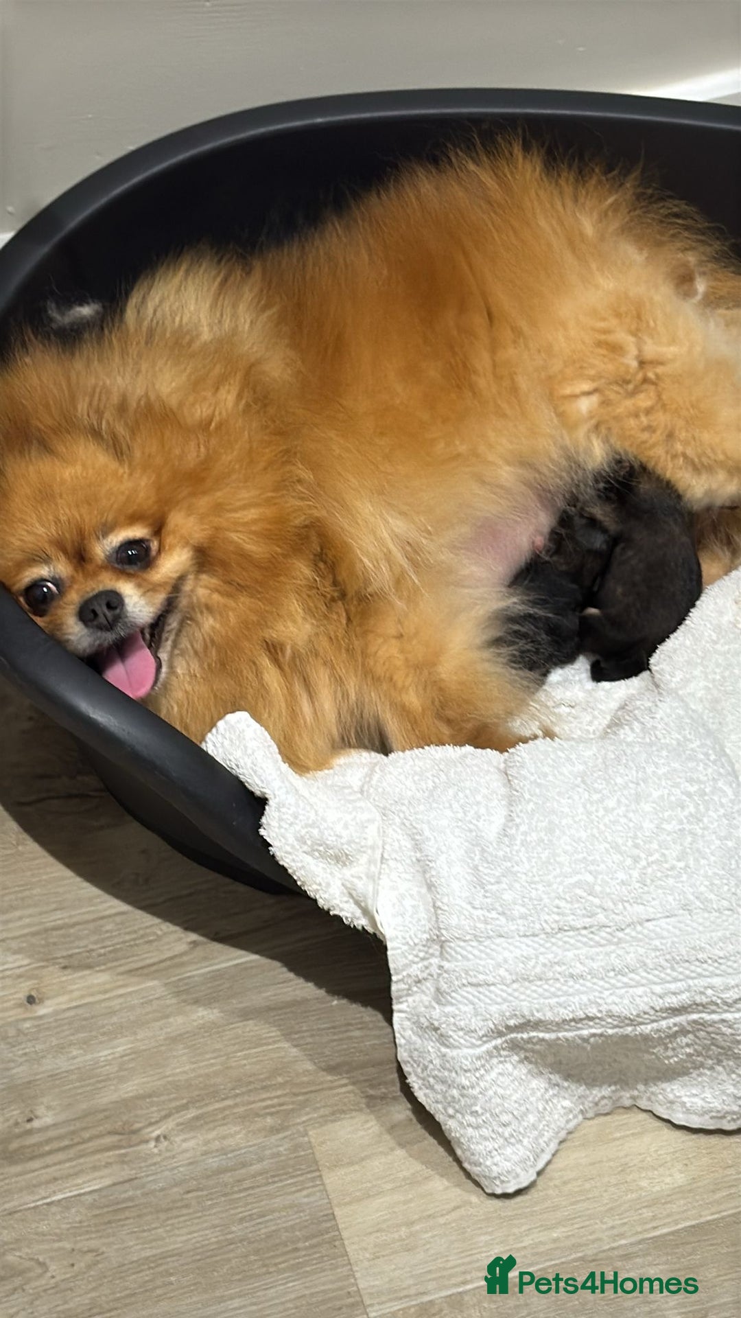 German Spitz dogs for sale: KC Reg Show Type German Spitz (Klein) For Sale. - Image 19