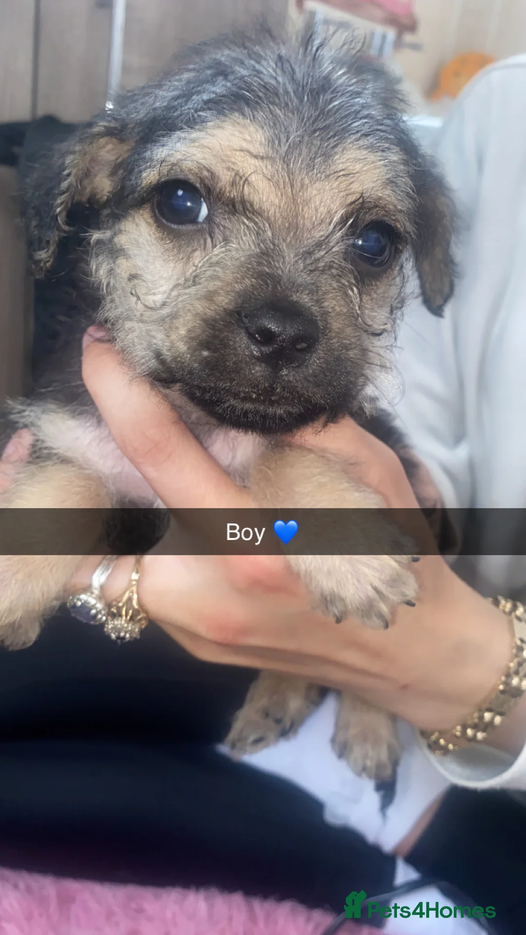 Jug dogs for sale: jugs ready to find ther perfect new homes 🥰 - Advert 1