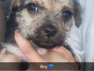 Jug dogs jugs ready to find ther perfect new homes 🥰 - Advert 1