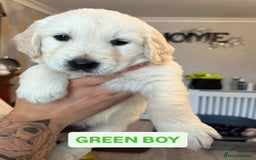 Golden Retriever dogs for sale: 7 gorgeous Golden Retriever puppies for sale - Image 6
