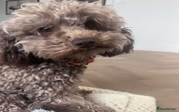 Toy Poodle dogs for sale: Meet Fig  - Image 2
