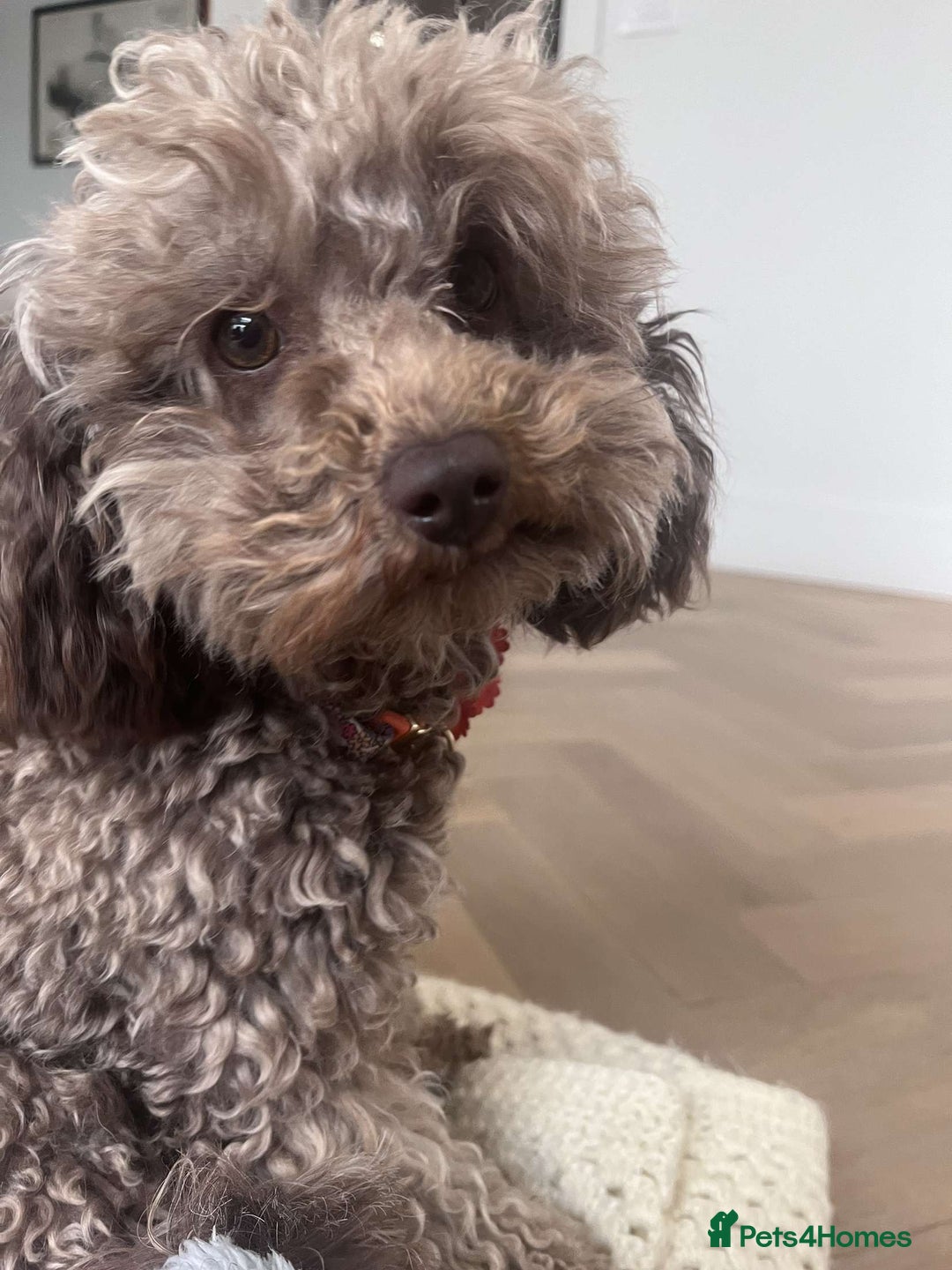Toy Poodle dogs for sale: Meet Fig  - Image 2