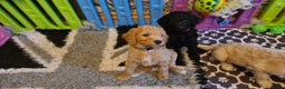 Standard Poodle dogs for sale: Beautiful standard poodle puppies - Advert 15