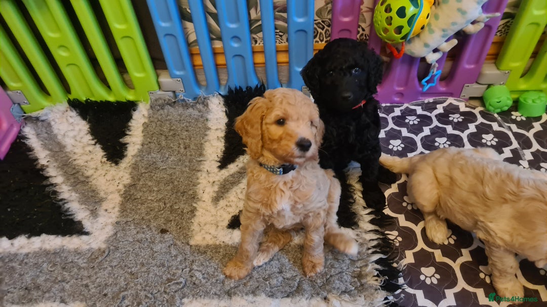 Standard Poodle dogs for sale: Beautiful standard poodle puppies - Advert 15