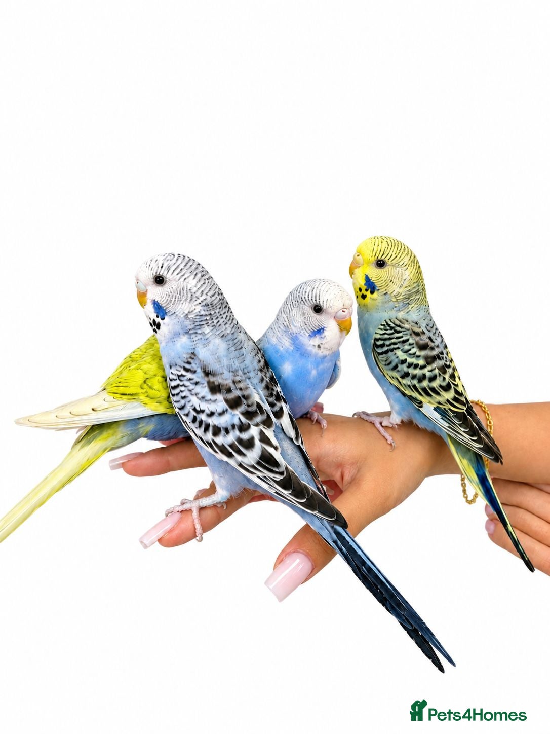 Budgerigars birds Super silly hand tamed baby budgies  - Advert 6