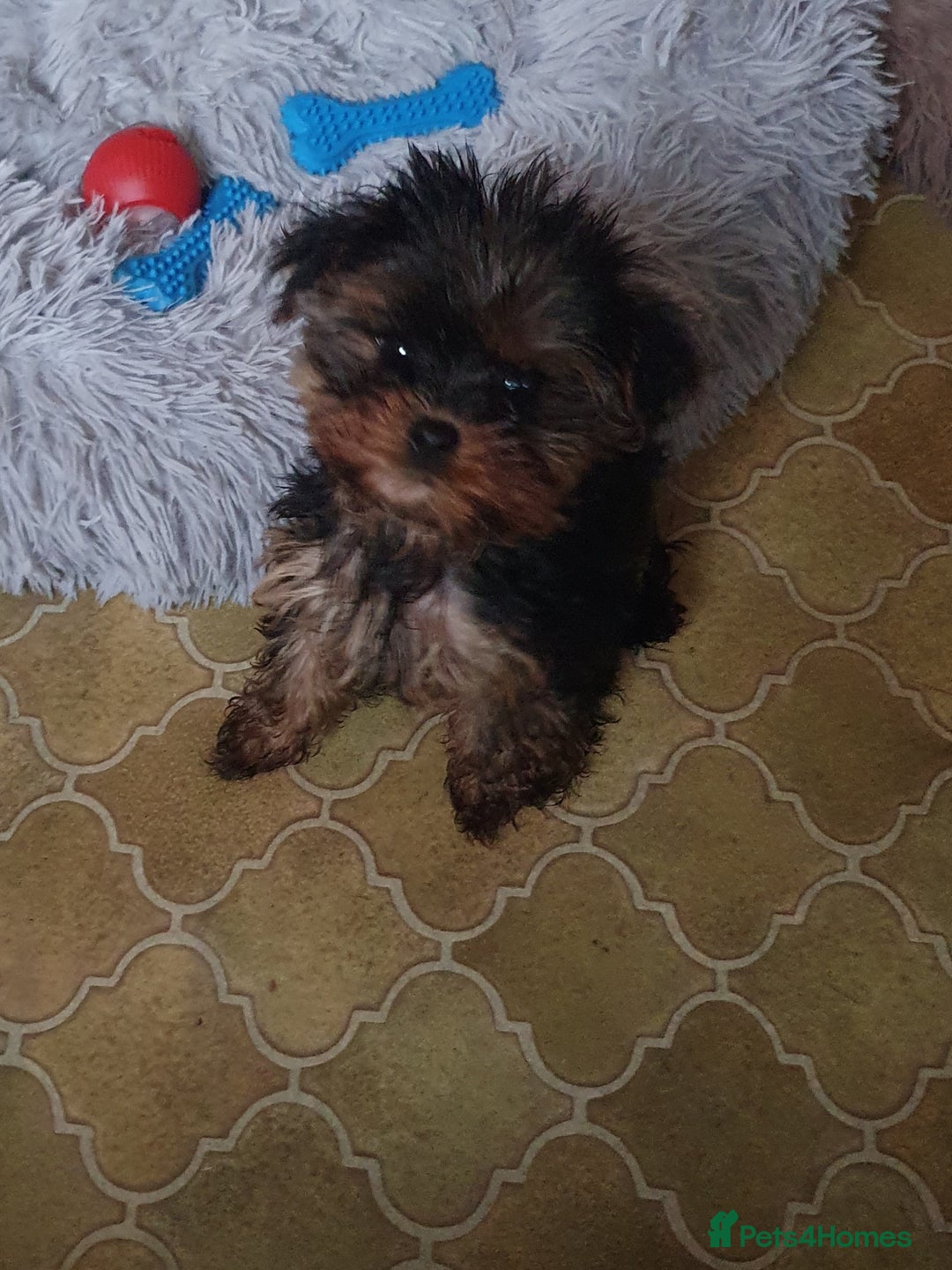Yorkshire Terrier dogs for sale: Yorkshire terrier puppies 2 girls  - Advert 12