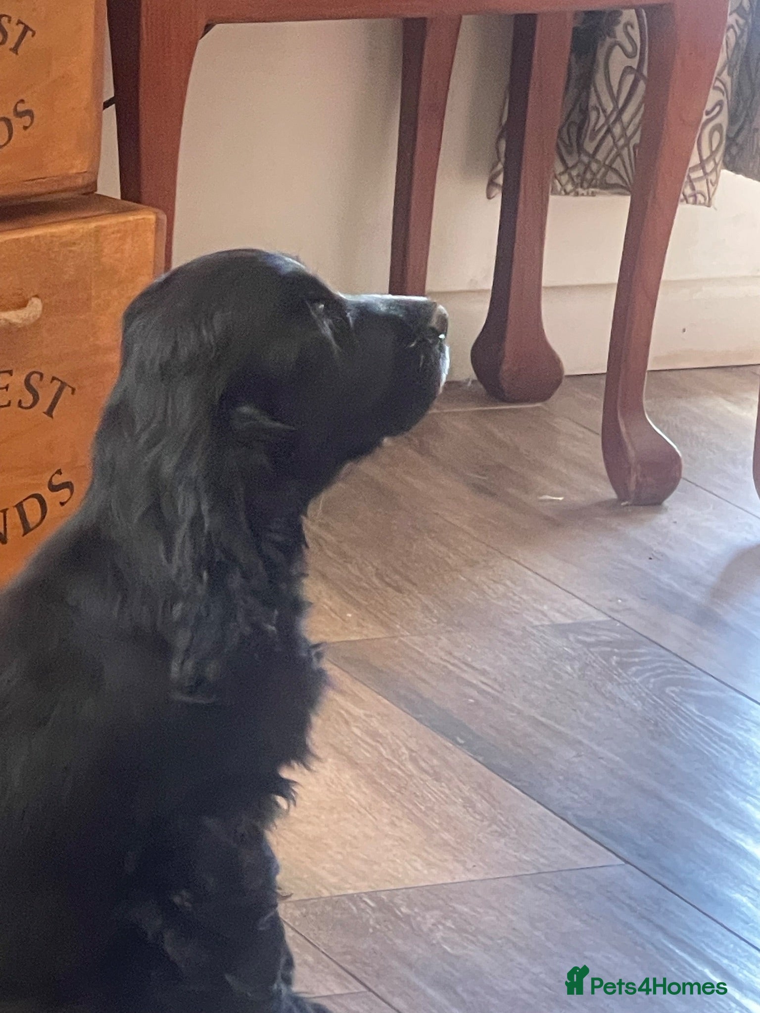 Cocker Spaniel dogs 🐶Health tested show cockers 🐕‍🦺🐾🐾🐾 - Advert 2