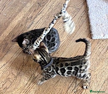 Bengal cats Girl and Boy Pedigree Bengal Kittens ready now - Advert 1
