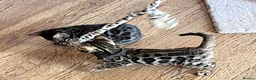 Bengal cats for sale: Girl and Boy Pedigree Bengal Kittens ready now - Advert 1