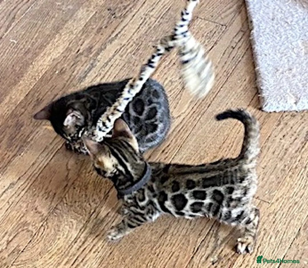 Bengal cats for sale: Girl and Boy Pedigree Bengal Kittens ready now - Advert 1
