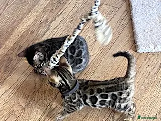 Bengal cats Girl and Boy Pedigree Bengal Kittens ready now - Advert 1