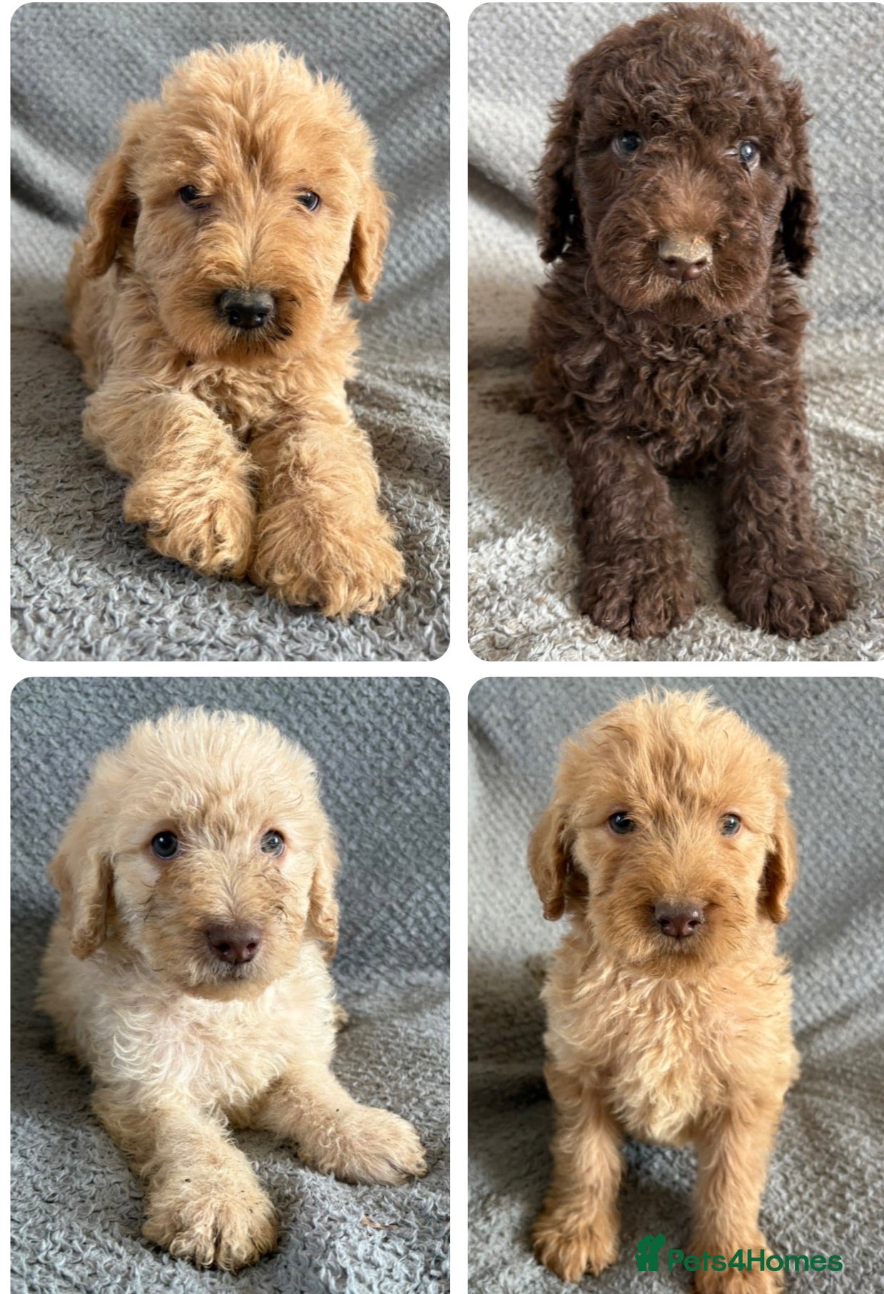 Labradoodle dogs Beautiful F1b Labradoodles  - Advert 1