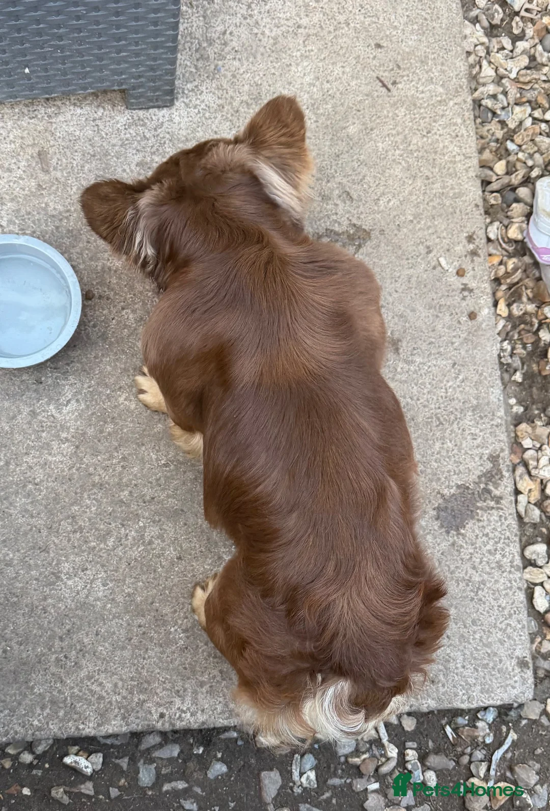 French Bulldog dogs for stud: Rojo & Tan fluffy STUD - Advert 2