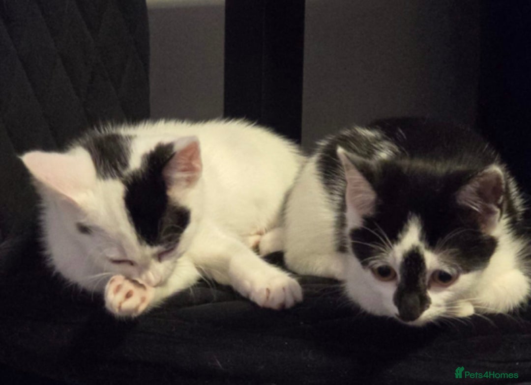 Mixed Breed cats for sale: Beautiful kitchens  in London - Image 3