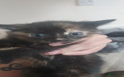 Mixed Breed cats for sale: Looking for loving home.Free of charge - Image 3