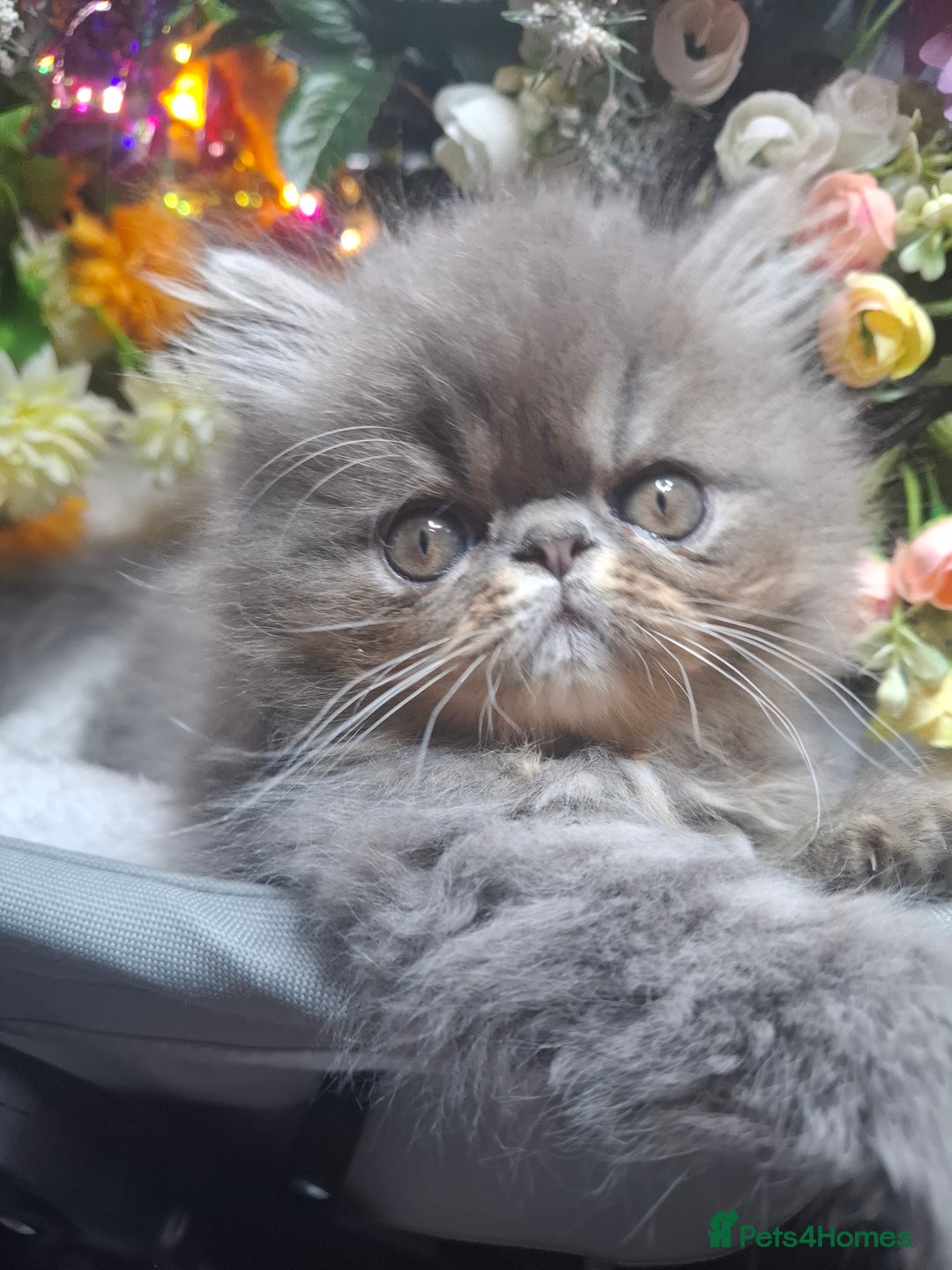 Persian cats for sale: Two beautiful boy kittens  - Image 17