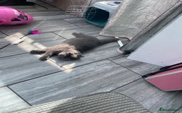 British Shorthair cats for sale: 9 month old British shorthair blue male - Image 5