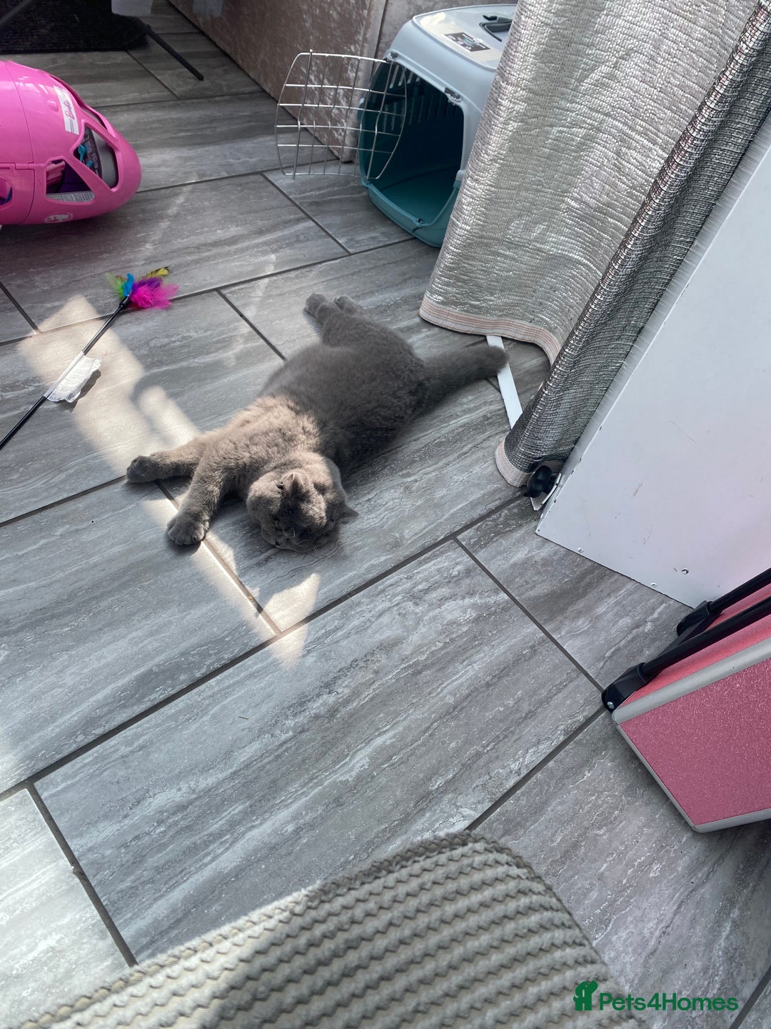British Shorthair cats for sale: 9 month old British shorthair blue male - Image 5