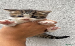 Siberian cats for sale: Kitten in need of urgent Home. - Advert 1