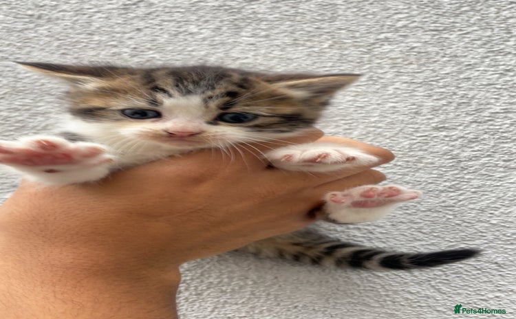 Siberian cats Kitten in need of urgent Home. - Advert 14