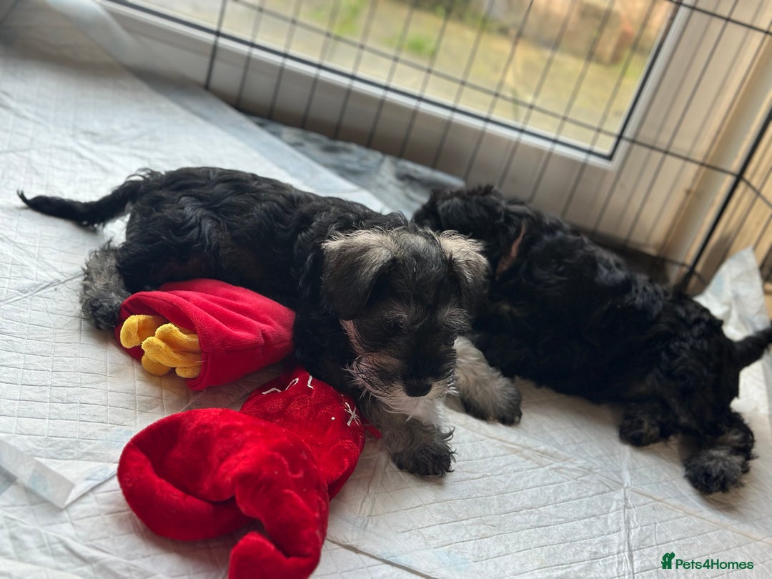 Miniature Schnauzer dogs for sale: Miniature Schnauzers - Advert 3