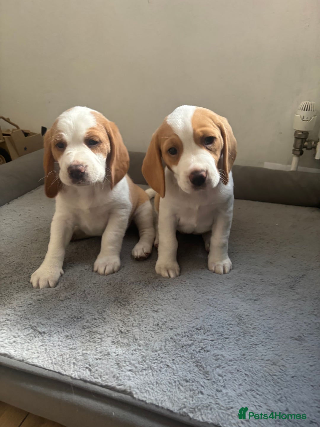 Beagle dogs for sale: 2 stunning Beagle Puppies, ready now in Sidcup - Image 28