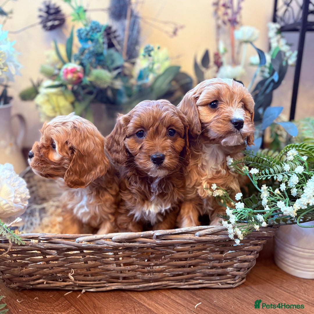 Cavapoo dogs for sale: Health tested toy cavapoo boys - Advert 10