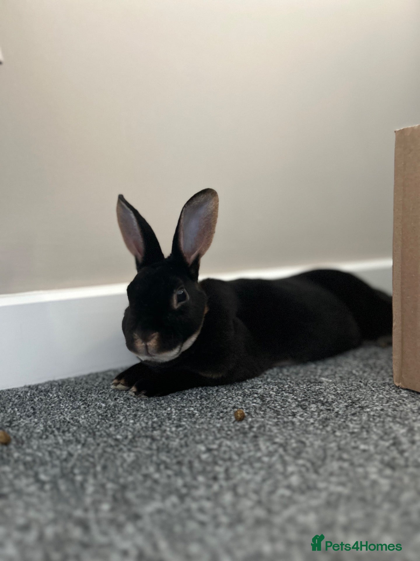 Rex rabbits for sale: Male rex rabbit  - Advert 1