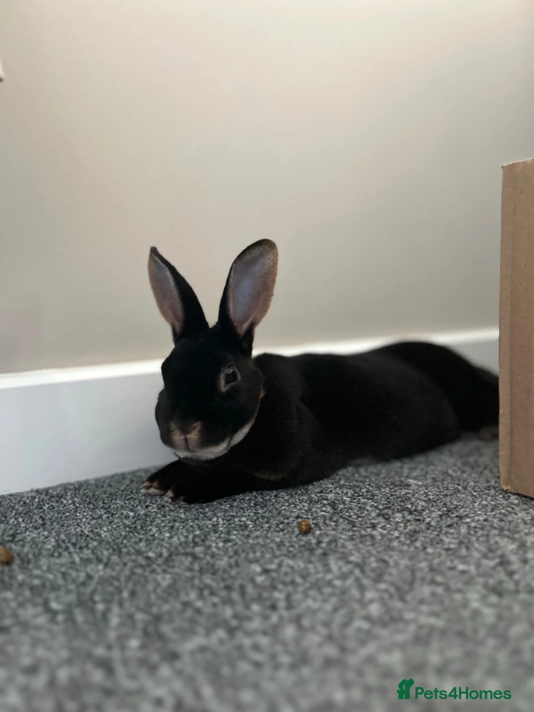 Rex rabbits for sale: Male rex rabbit  in Wellingborough - Advert 1