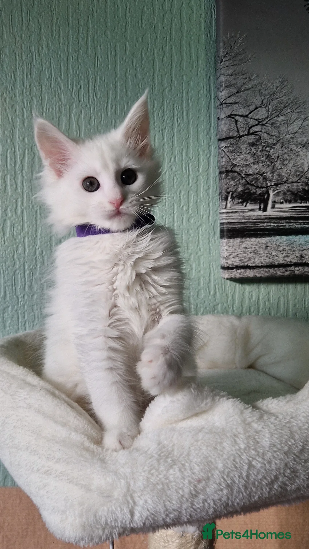Maine Coon cats for sale: TICA REGISTERED MAINE COON KITTENS - Advert 2