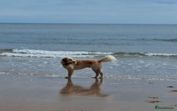 Goldendoodle dogs for stud: Mr Campbell  - Image 6