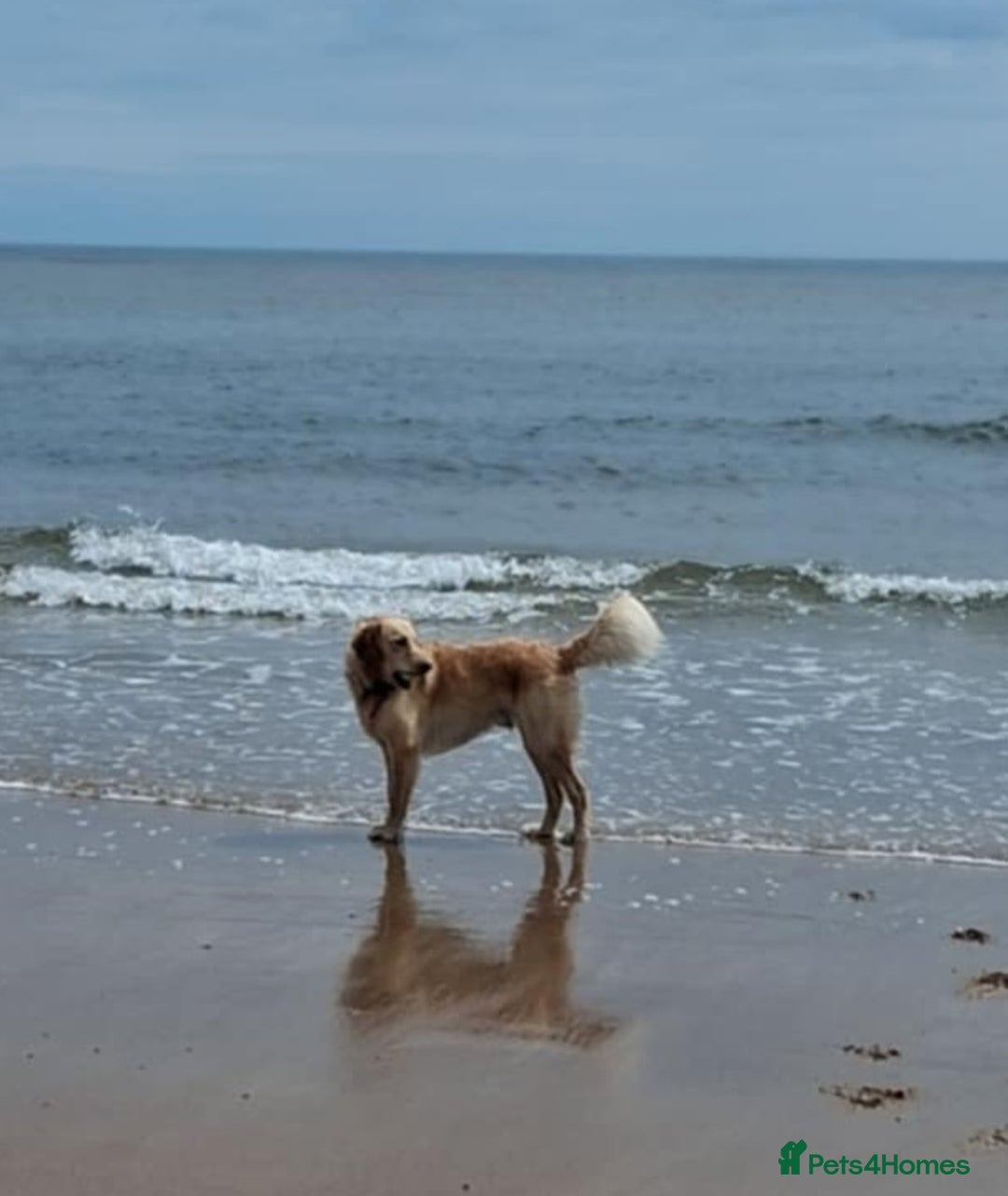 Goldendoodle dogs for stud: Mr Campbell  - Image 6