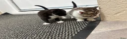 Mixed Breed cats for sale: Beautiful kittens  in Axbridge - Advert 4