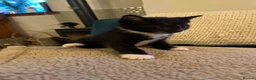 Mixed Breed cats for sale: 2 Tuxedo Tabby Boys in Shifnal - Advert 17