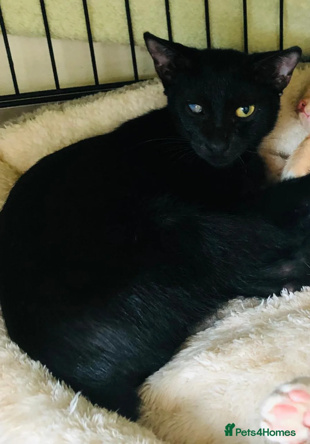 Mixed Breed cats for adoption: ROXY ELLA HEALTHY KITTEN GIRLS SOAYED  VACCINATED  - Advert 7