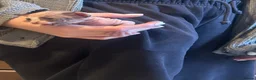Sphynx cats for sale: Beautiful sphynx babies  - Advert 10