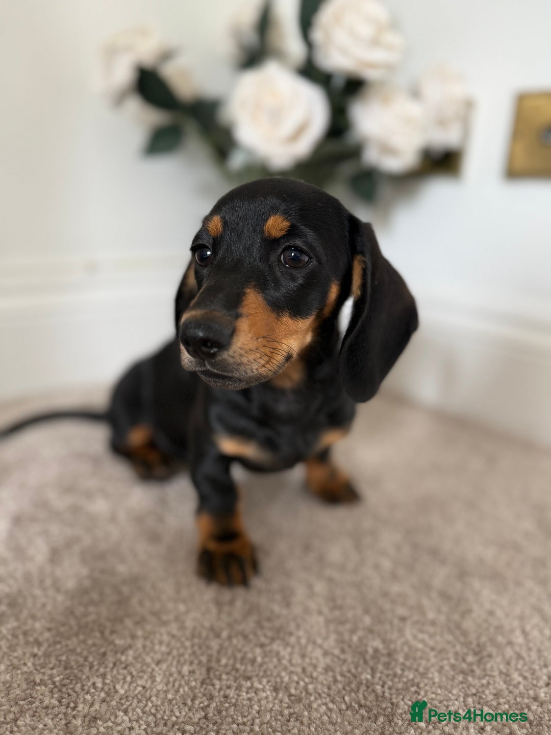 Miniature Dachshund dogs for sale: Ready now girl Miniature dachshunds  - Image 2