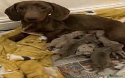 Miniature Dachshund dogs for stud: Isabella and Tan Stud in Sunderland - Image 10