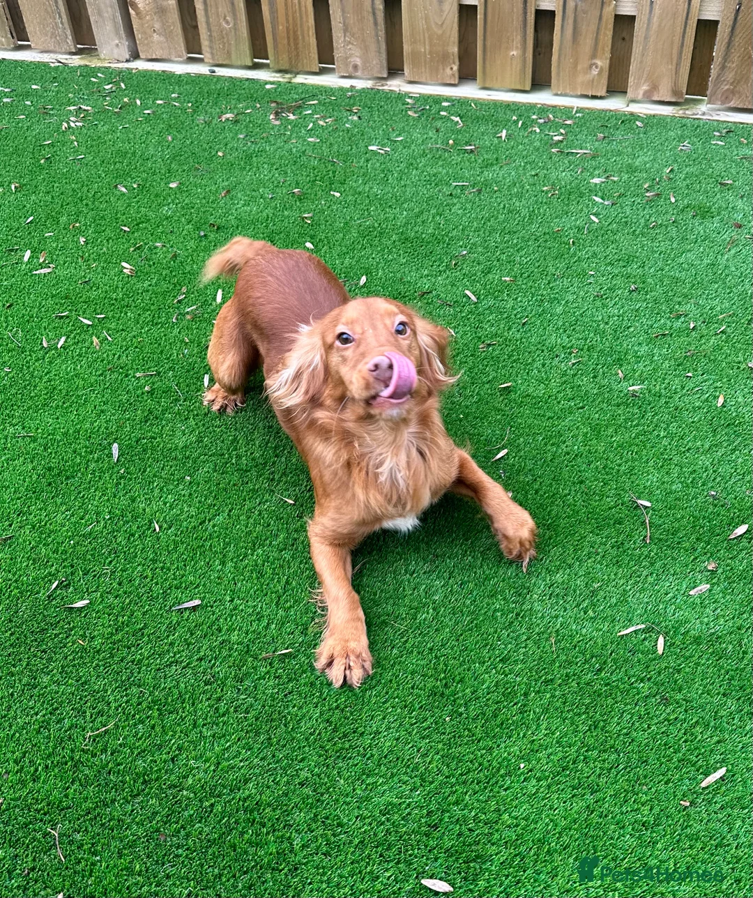 Cocker Spaniel dogs for stud: Fully Health Tested Red working cocker spaniel, in Larkhall - Advert 4